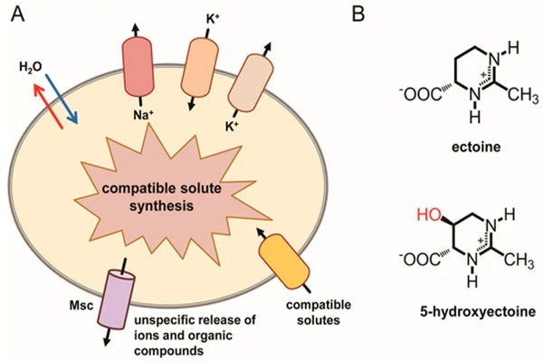 The mechanism of action of Raw Material Ectoine The mechanism of action of Raw Material Ectoine