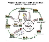 Structure of bioactive copper peptide Structure of bioactive copper peptide